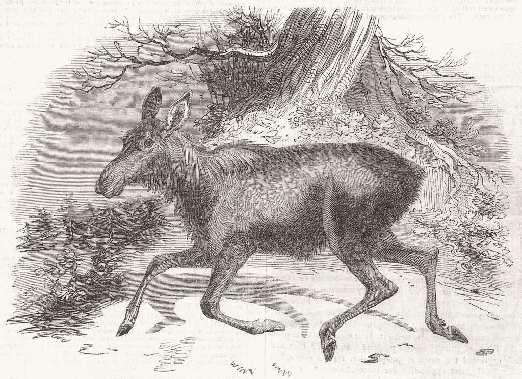 MOOSE. Moose Deer, at the Surry Zoological Gardens 1844 old antique print